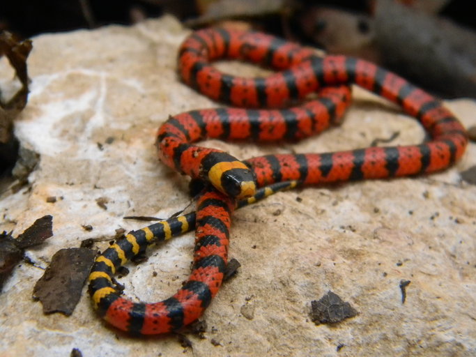 Taller de criaturas - Página 2 Micrurus_diastema