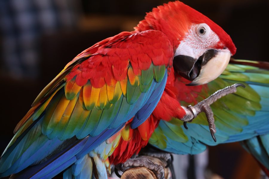 Guacamaya roja