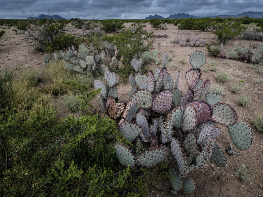 reserva de la biosfera de mapimí