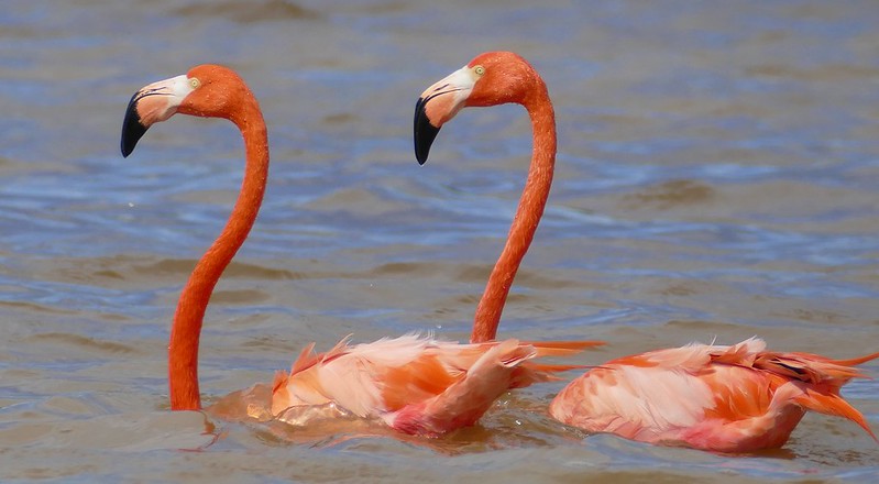 Reserva de la Biosfera Ría Celestún