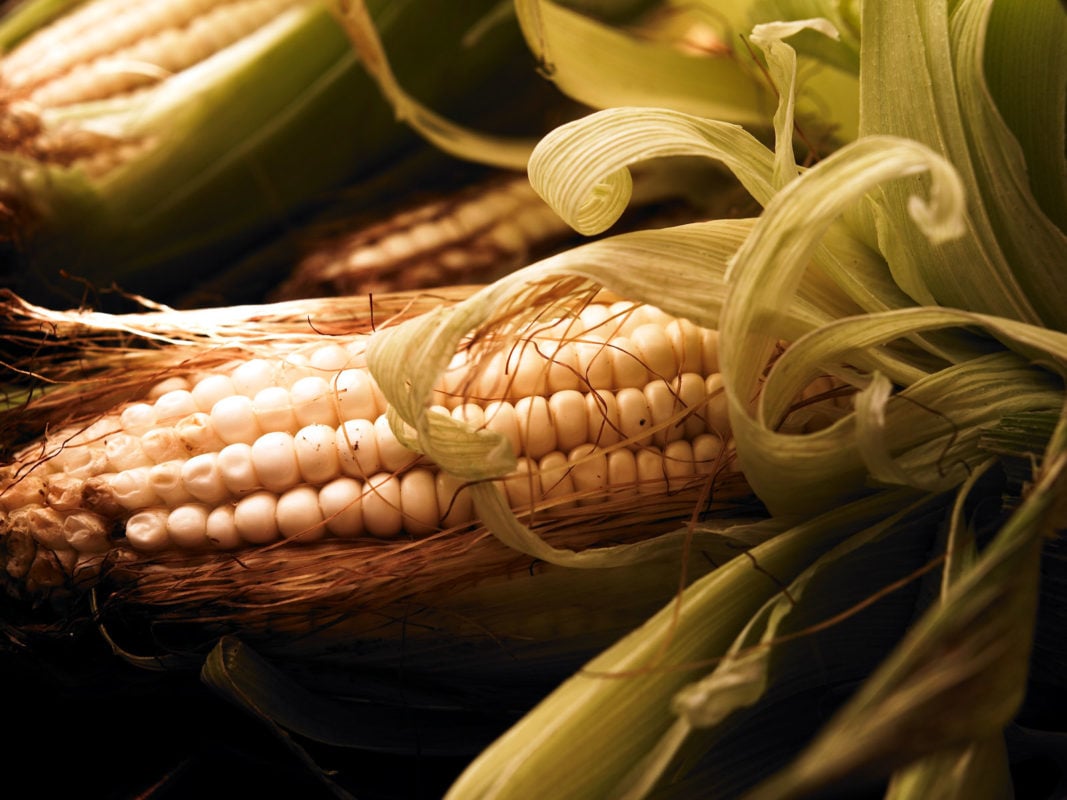 El maíz, grano y sustento de México | México Desconocido