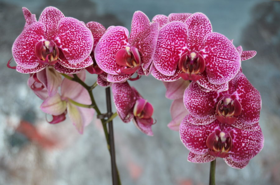 Orquídeas
