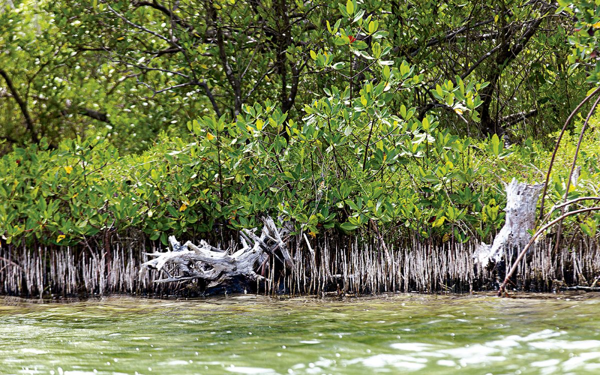 Mangle en Ría Lagarto