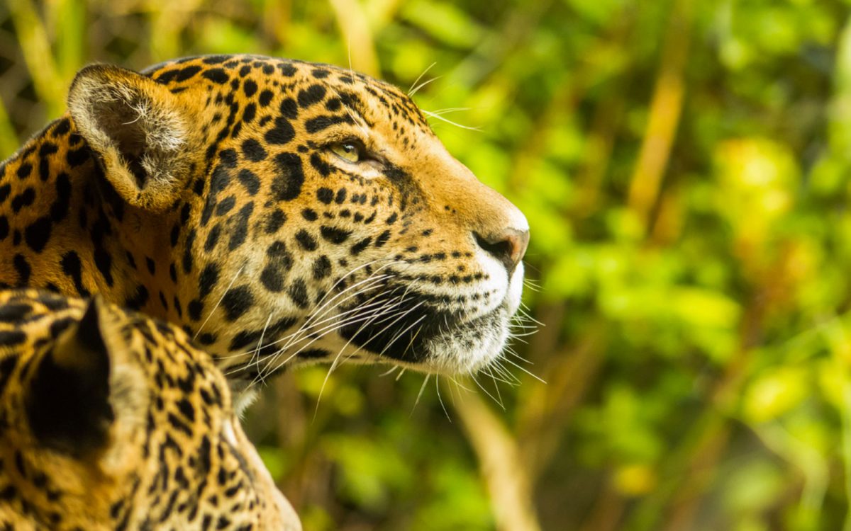 Jaguar en Selva Lacandona