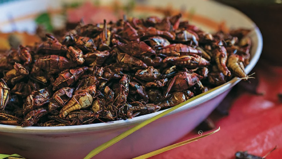 chapulines-mexico-gastronomia chapulines-mexico-gastronomia