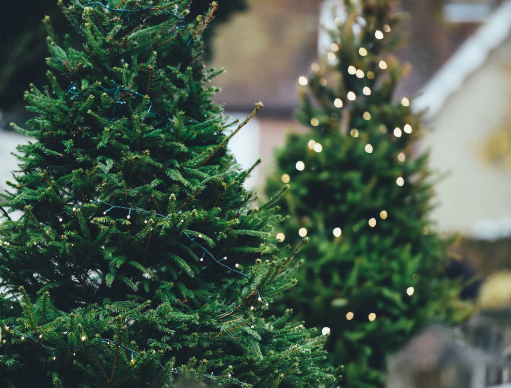 2 lugares para comprar tu árbol de Navidad natural cerca de la CDMX -  México Desconocido