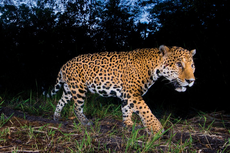 jaguar-campeche-nicteha-camaras-trampa-1200x800-18