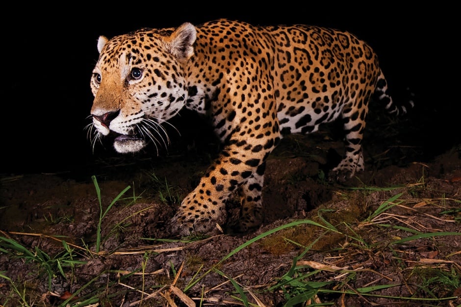 Especies en peligro de extinción en México - México Desconocido