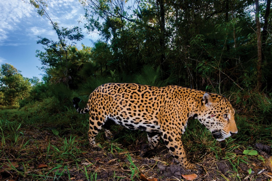 jaguar-campeche-nicteha-camaras-trampa-1200x800-6
