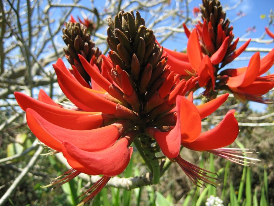 6 flores mexicanas que se comen - México Desconocido