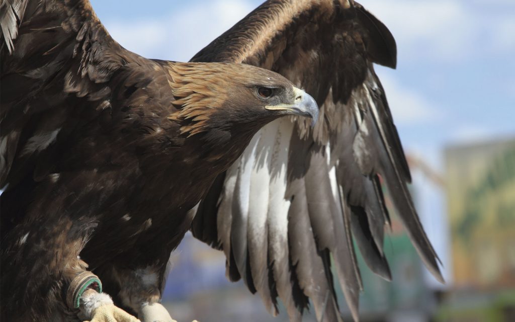 Águila real mexicana