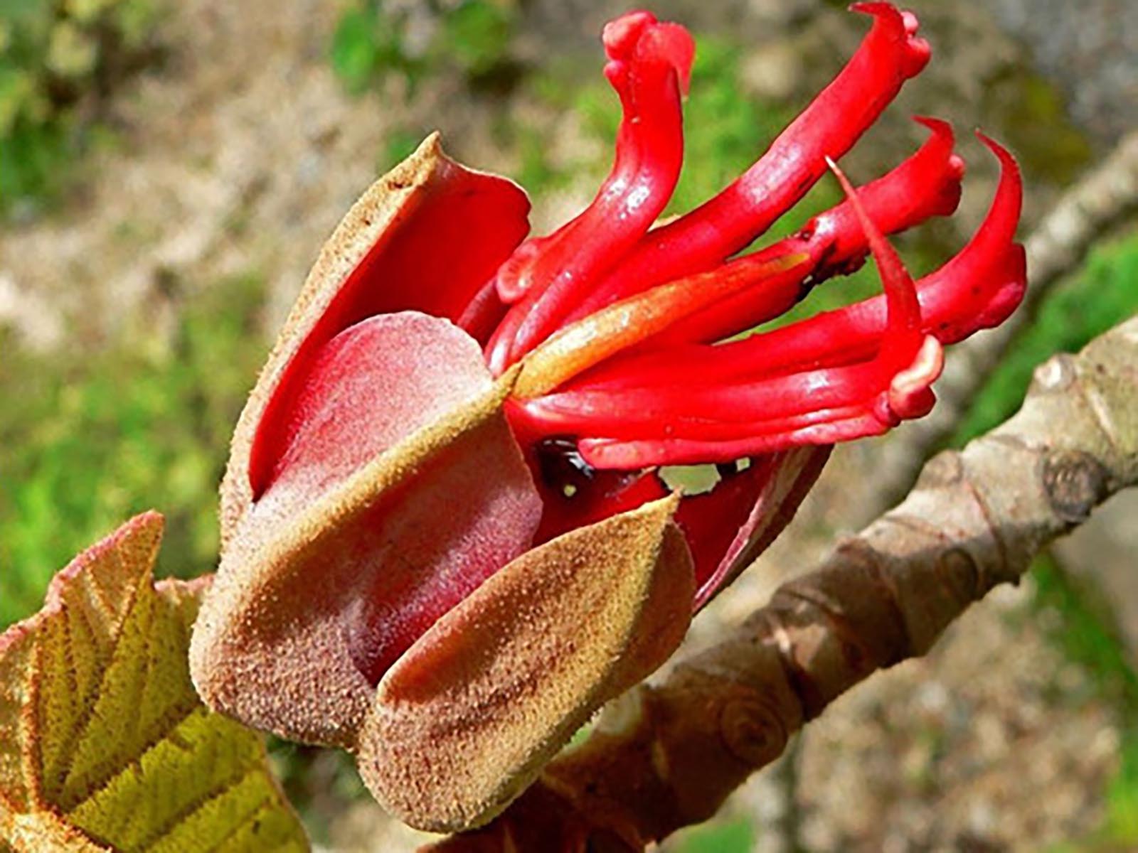 La flor de la manita y sus propiedades medicinales - México Desconocido