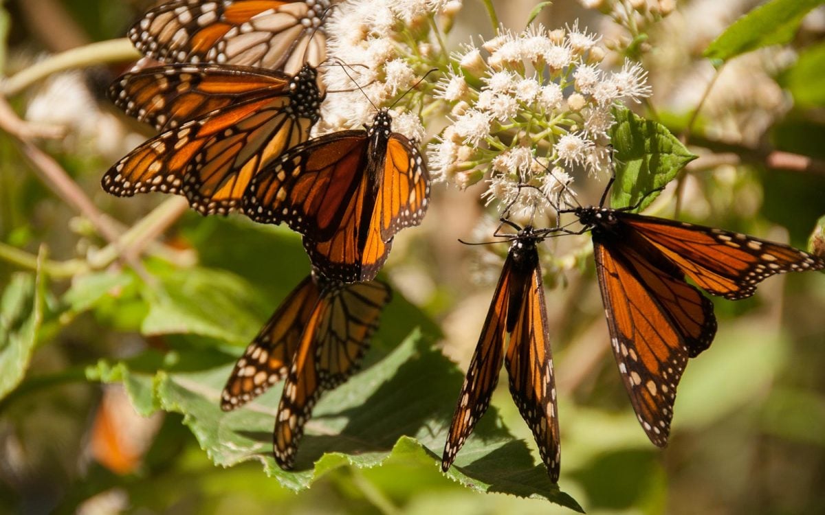 Resultado de imagen para tlalpujahua mariposa monarca