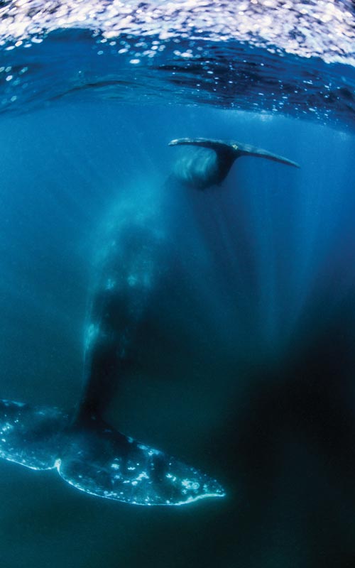 Avistamiento de ballenas en México