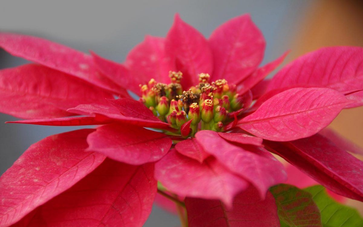 Flor de Nochebuena: la representante de México en Navidad - México  Desconocido