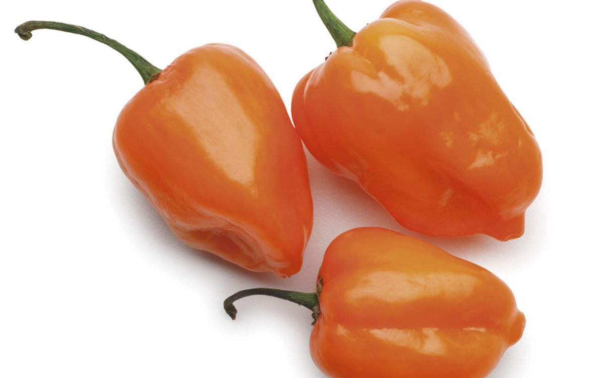 Chile habanero, el chile más picoso de México.