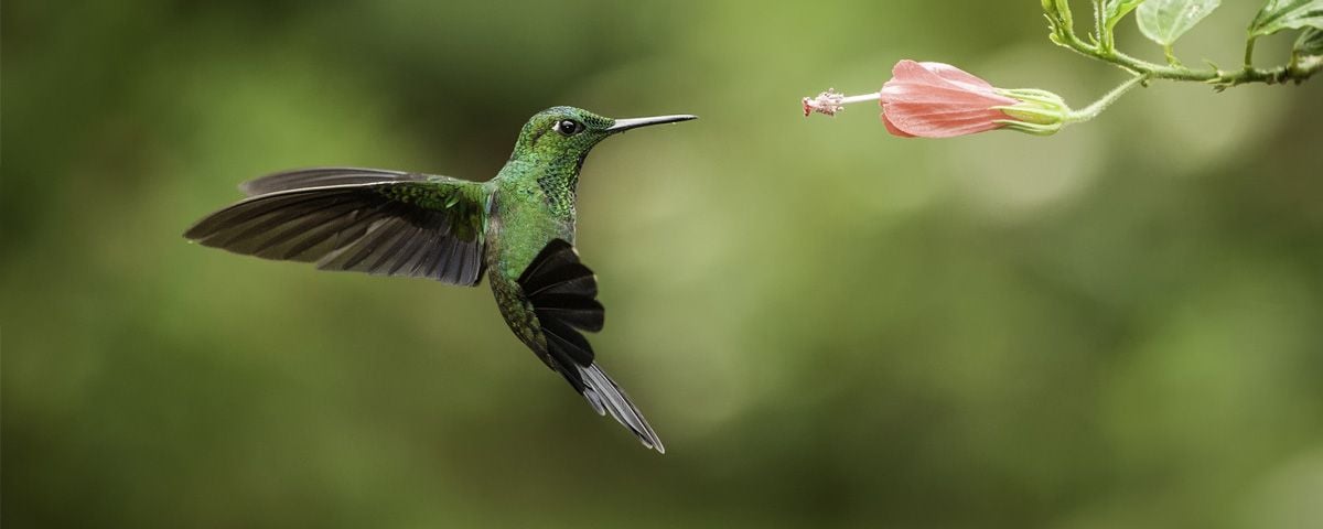Hablando de colibríes, aves coloridas y mágicas - México Desconocido
