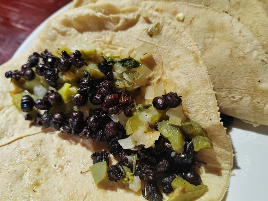 Cómo comer chicatanas: asadas y en tacos