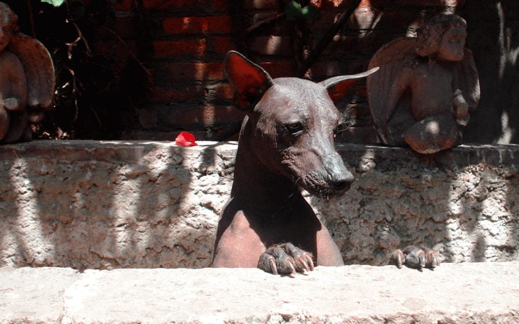 Vagabundo entusiasta Mal humor Xoloitzcuintle: acompañante fiel hasta la muerte - México Desconocido