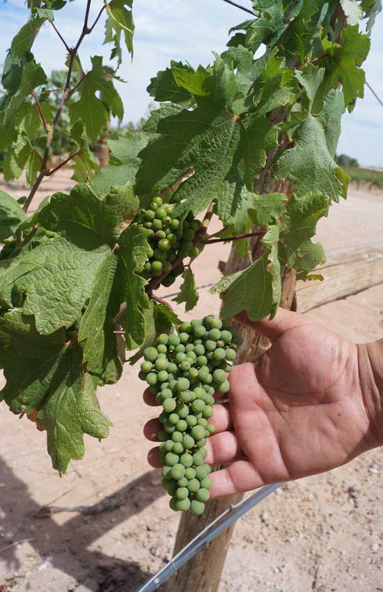 tipos de uvas en los viñedos en Chihuahua