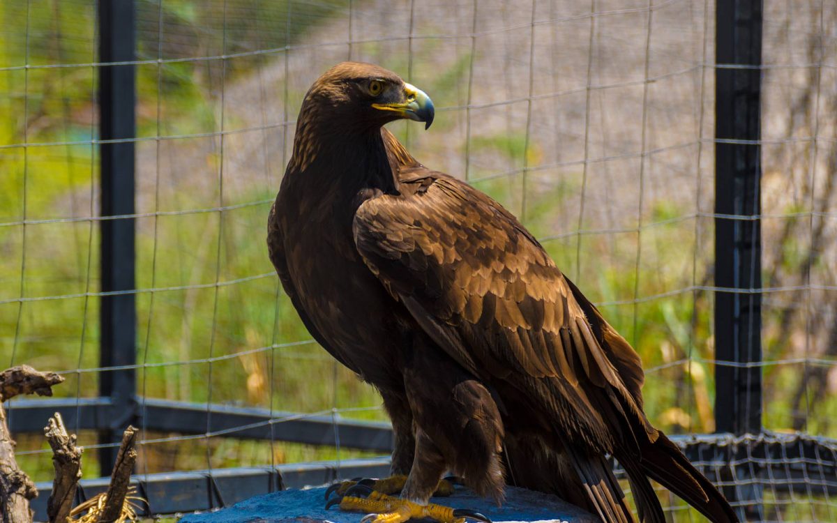 águila real en México