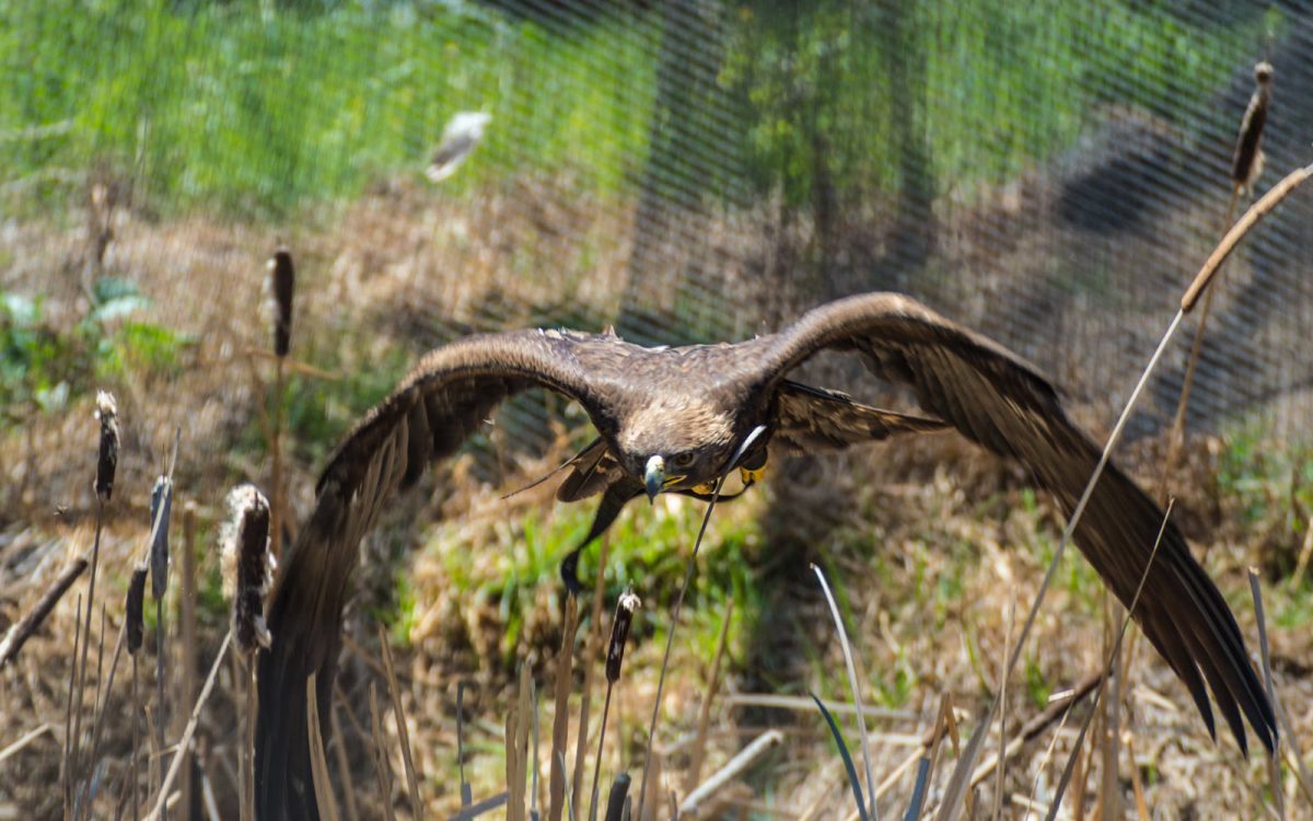 águila real