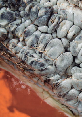 Receta de mole negro de huitlacoche - México Desconocido