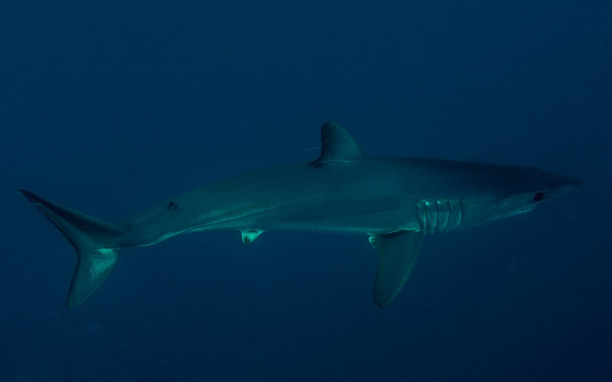 tiburón mako