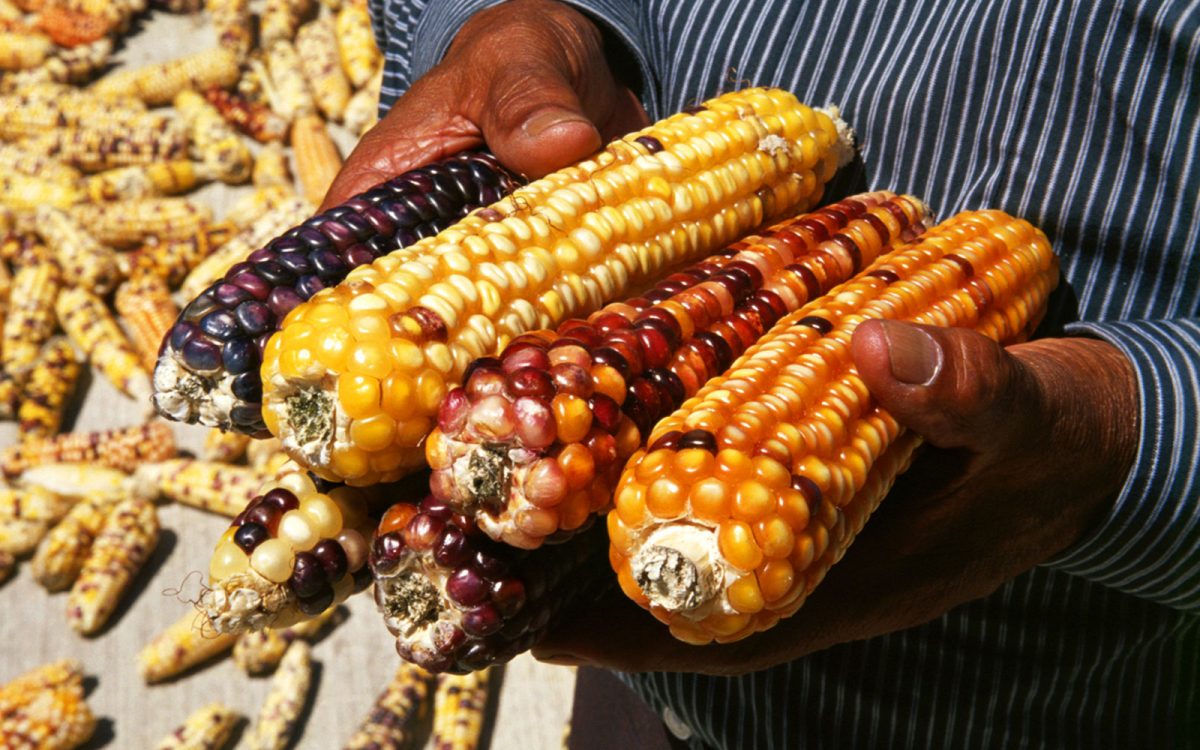 Feria del maíz, el frijol y el amaranto