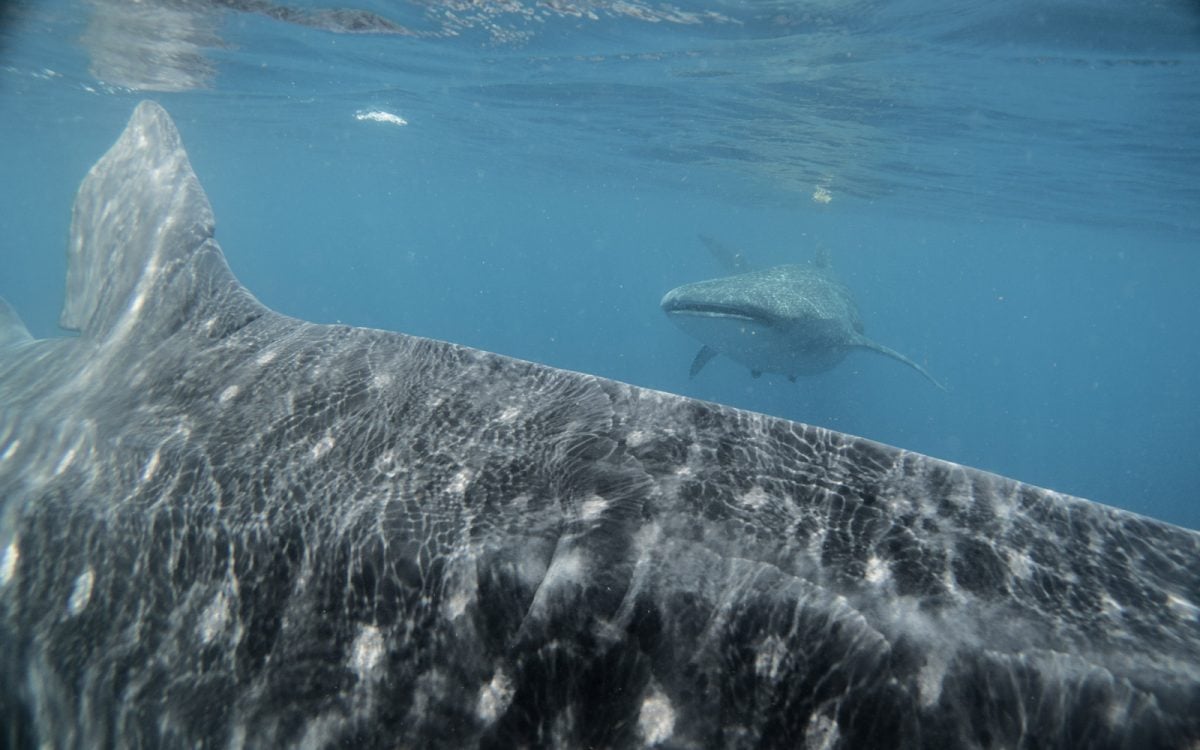 Tiburón ballena en Isla Mujeres