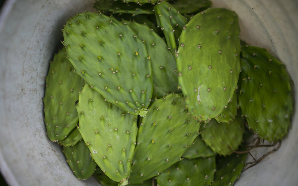 Nopales: beneficios y características