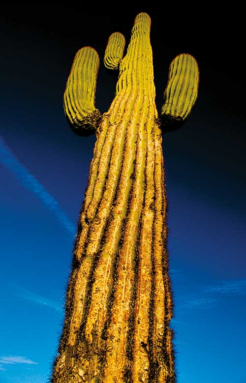 saguaro