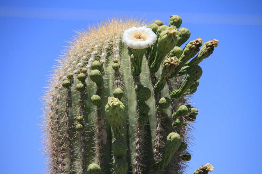 saguaro