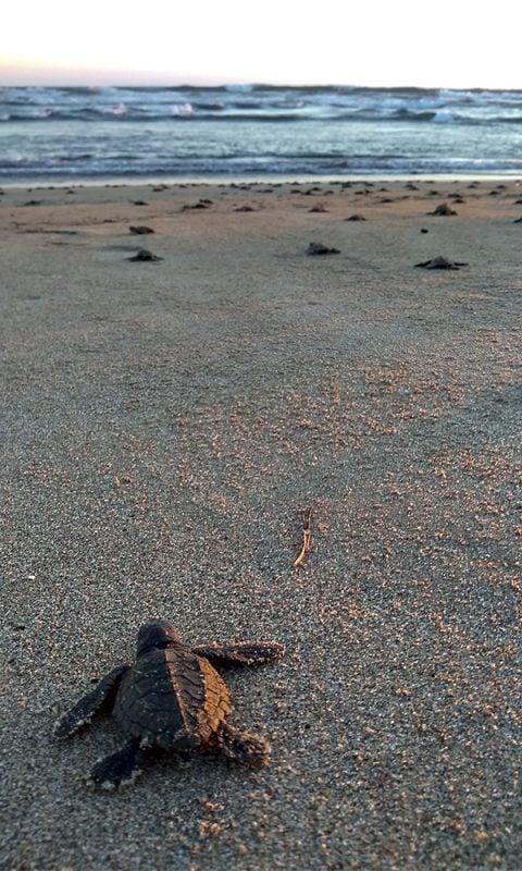 Liberación de tortugas en Playa Azul