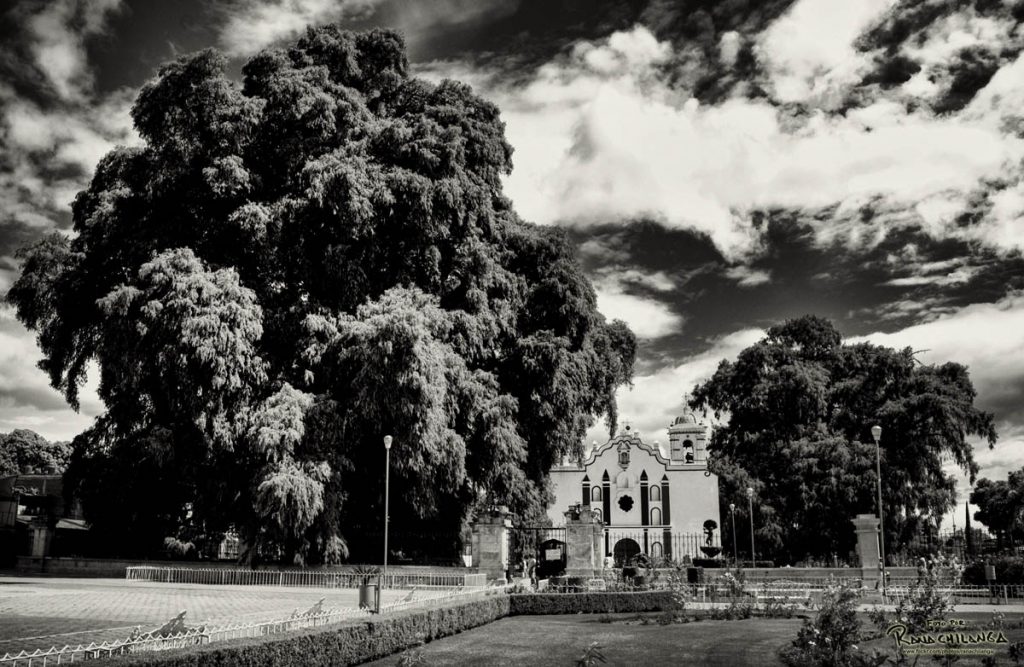 historia_árbol_del_tule