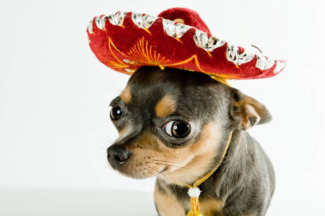Chihuahueño un perro de origen mexicano México Desconocido