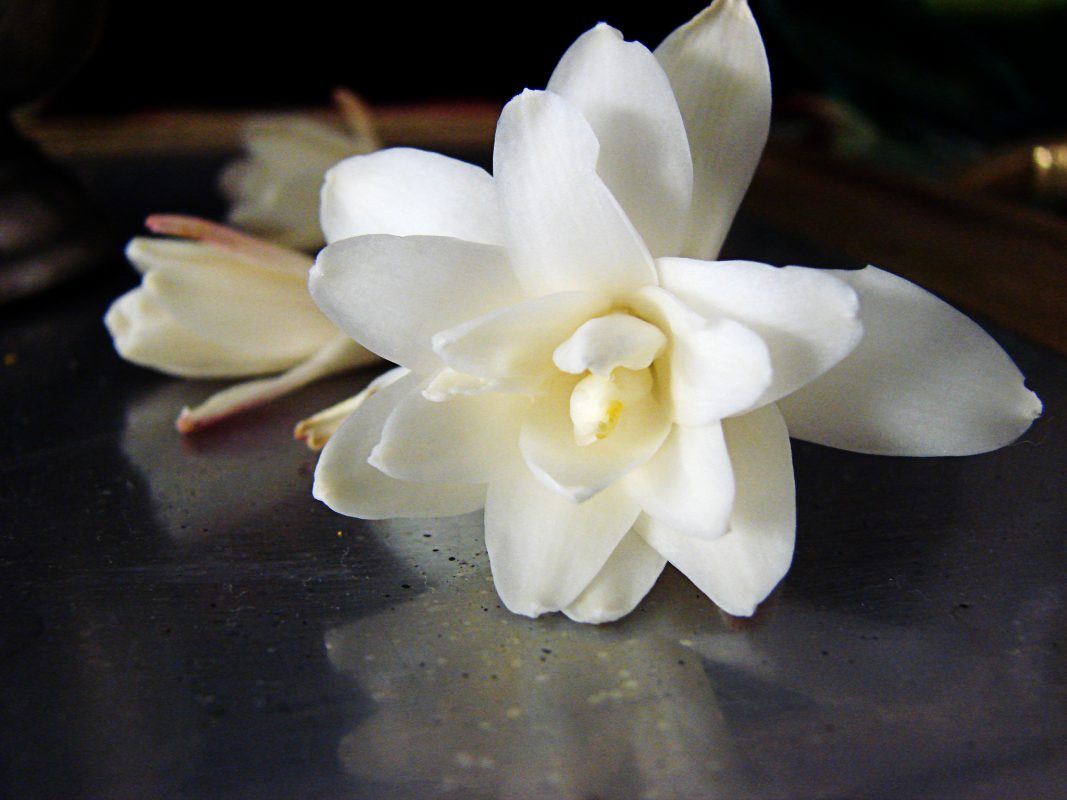 Nardo: la embriagadora flor que México regaló al mundo - México Desconocido Nardo: la embriagadora flor que México regaló al mundo - México Desconocido