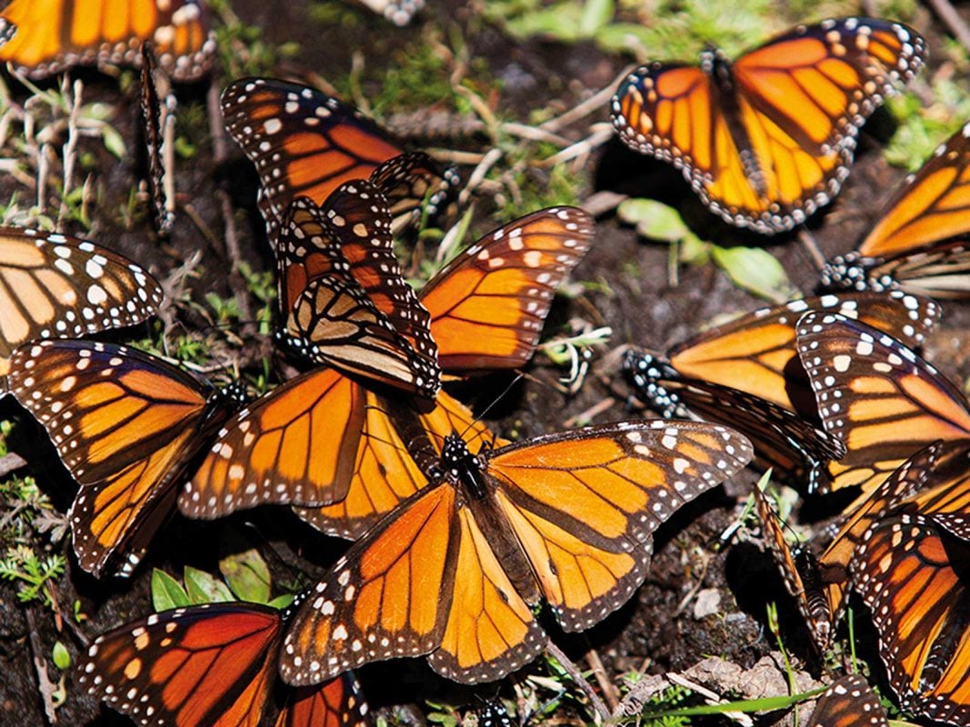 Detalle de mariposas monarca