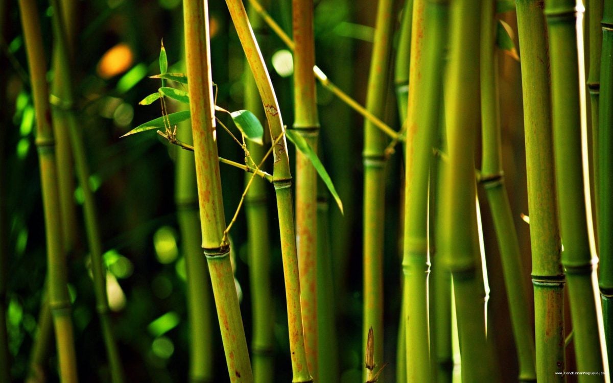 Otate El Bambu Mexicano Mexico Desconocido