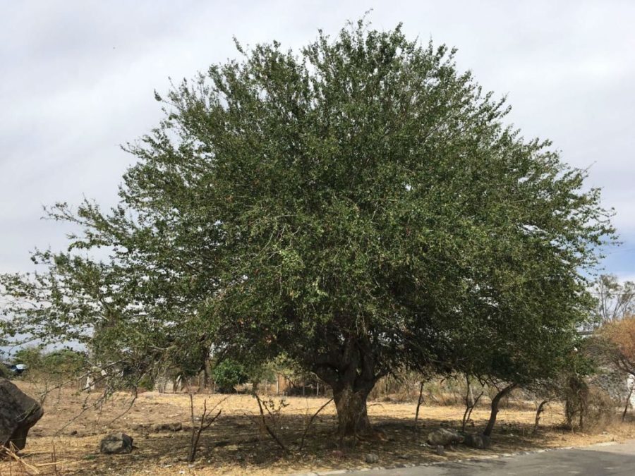 Guamúchil, la dulce vaina silvestre mexicana que casi nadie conoce - México  Desconocido