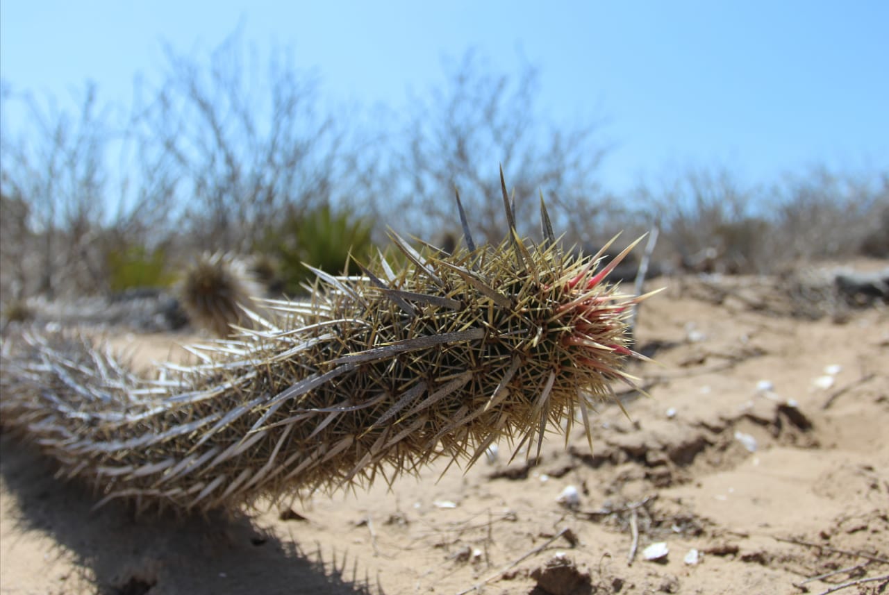 La chirinola mexicana: un cactus que camina | México Desconocido