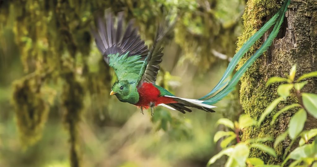pajaro-quetzal_57d0b4db_1200x630 pajaro-quetzal_57d0b4db_1200x630
