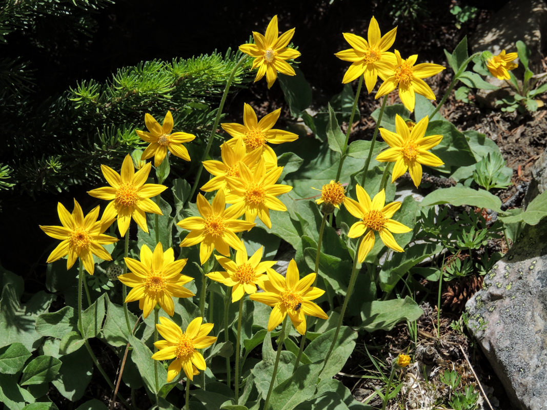 Plantas Medicinales Mexicanas Arnica Mexico Desconocido