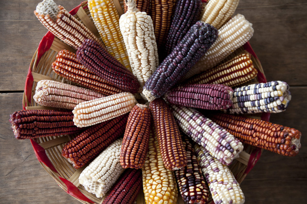 As in all Mesoamerican cultures, corn was the basis of the Toltec diet.