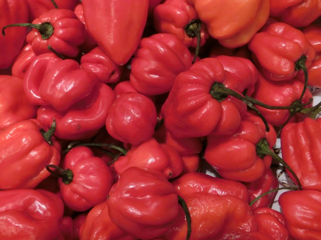 habanero-rojo-diablo-kisin-pixabay-2