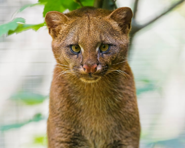 El jaguarundi, el felino que a nadie le importa - México Desconocido