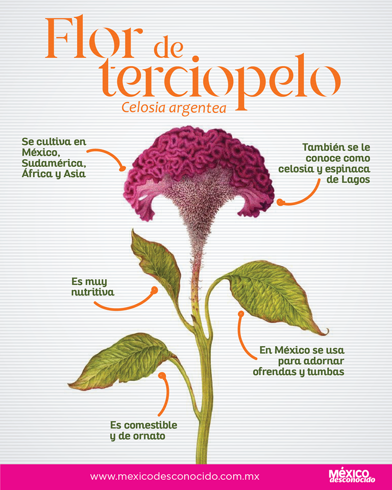 Flor de terciopelo o mano de león, una planta comestible - México