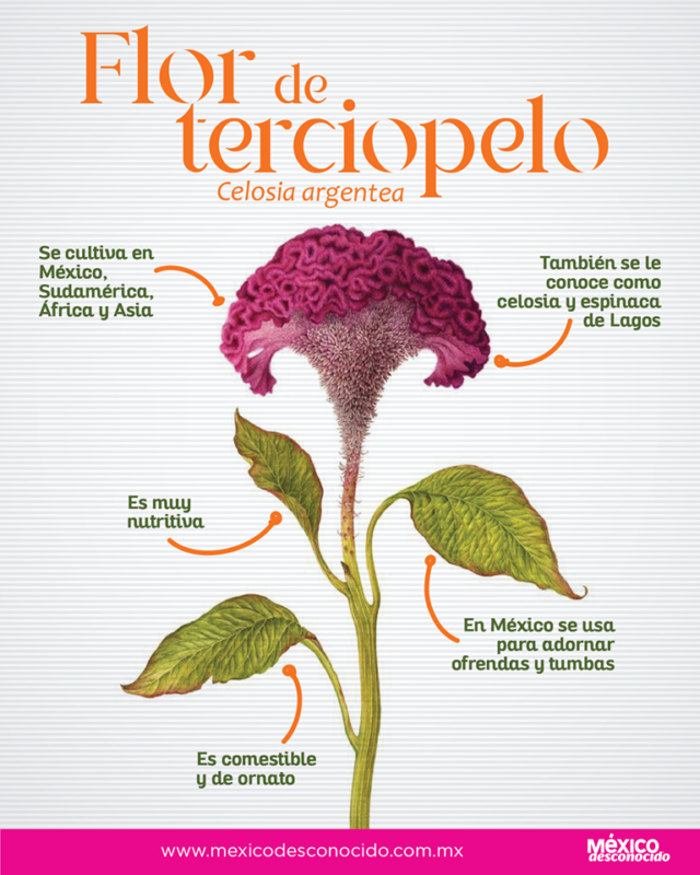 Flor de terciopelo o mano de león, una planta comestible - México  Desconocido