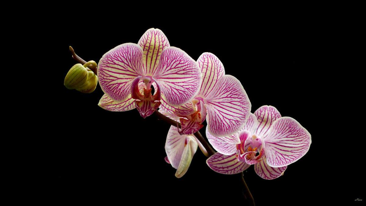 Orquídea: una flor extraordinaria y hermosa - México Desconocido