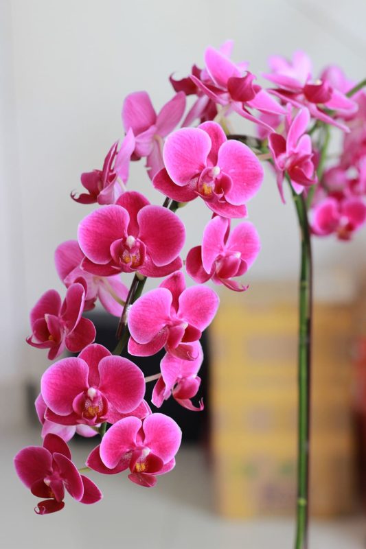 Orquídea: una flor extraordinaria y hermosa - México Desconocido